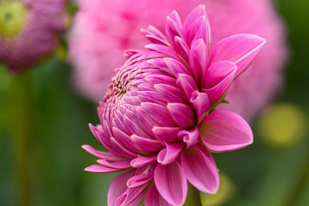 Macro shot of flower with enhanced texture and sharpness